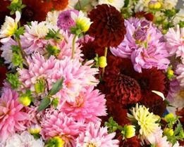 Pink, dark red and yellow flowers