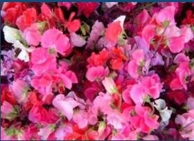 Colorful pink and magenta flowers
